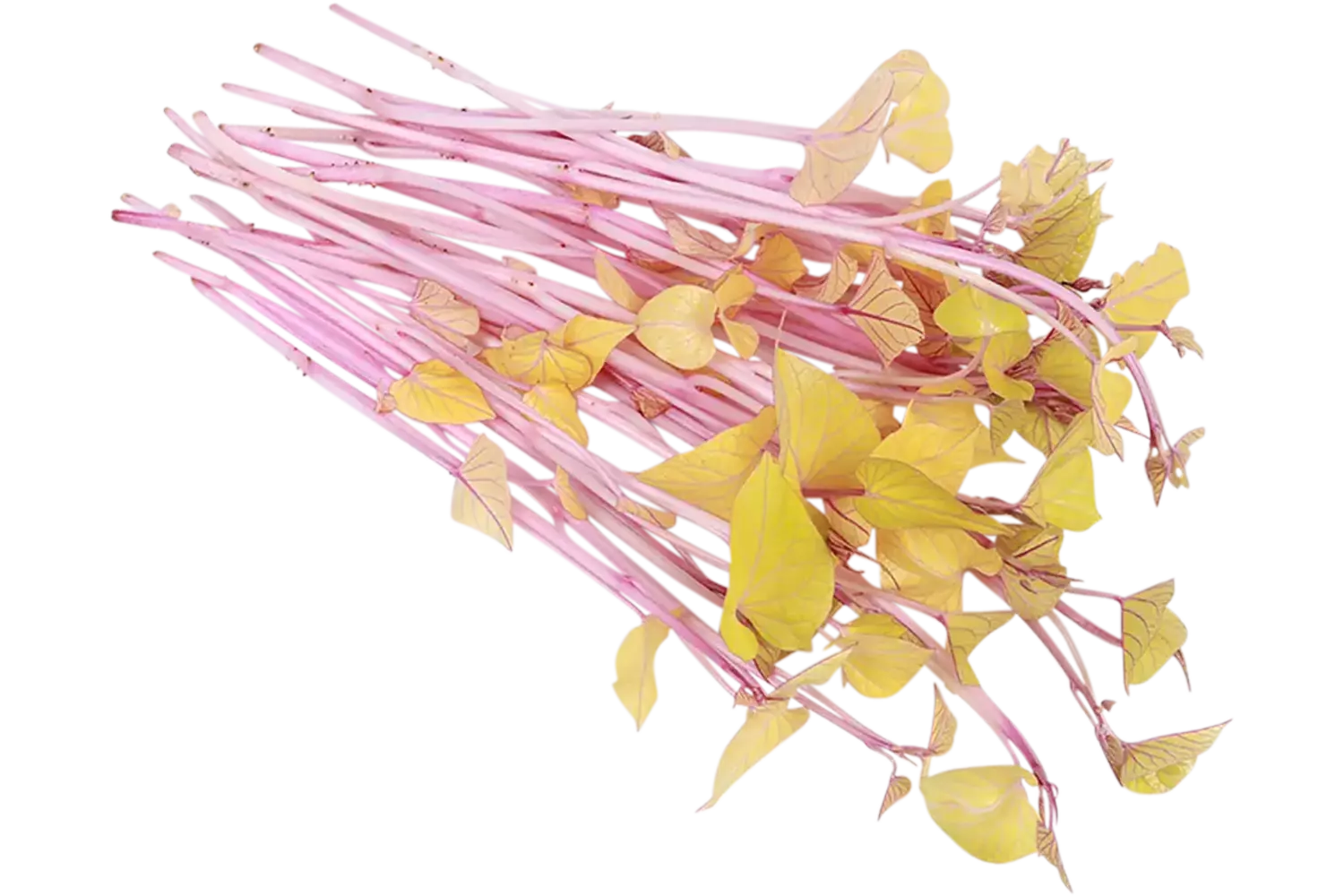 Sweet Peeper Cress kist 2 stuks